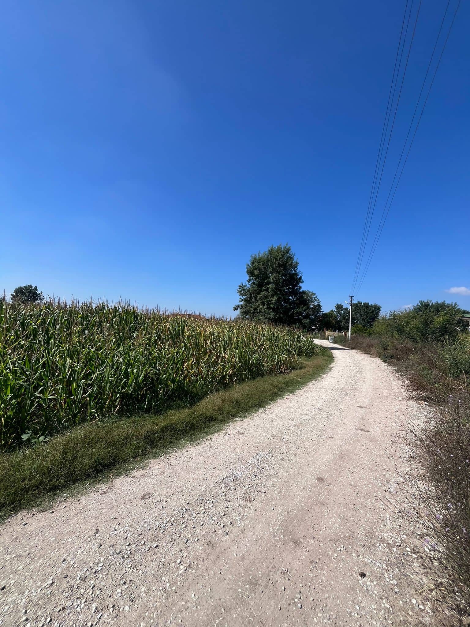 ABALI MAHALLESİNDE YOL ÜZERİ 907m2 SATILIK TARLA